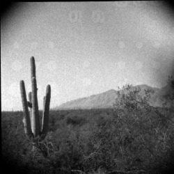 maryellenrosephoto:saguaro light leaks  #infinito