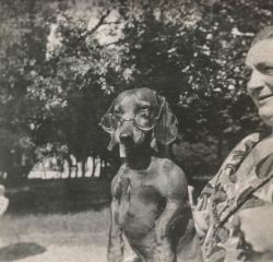 yesterdaysprint:  Dachshund with spectacles, July 1927