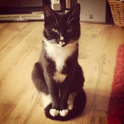 awwww-cute:  She puts her paws on her tail when the floor is