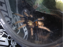 adorablespiders:  Brugal my green bottle chillin, Orange Juice