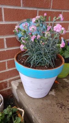 Candy floss dianthus in a pot I hand painted with a frog crossing