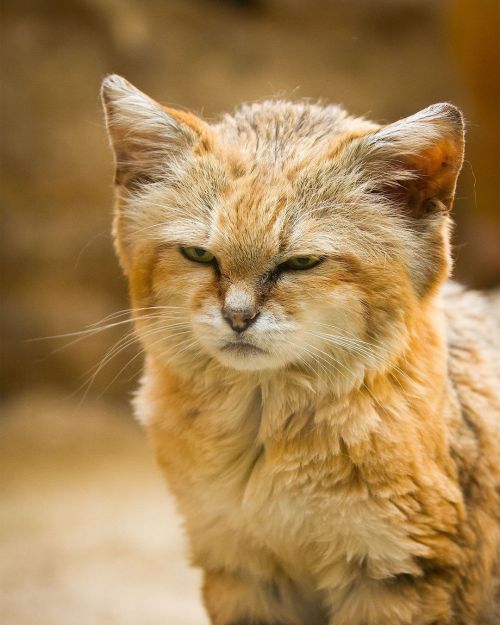 amnhnyc:  Monday mood? The sand cat (Felis margarita). This feline