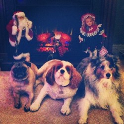 jackcinta:  Family photo in front of the fireplace! #pug #sheltie