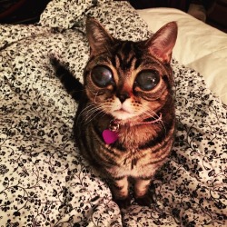 laughingsquid:  Matilda, A Beautiful Beloved Tabby Kitten With