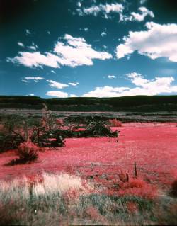 lomographicsociety:  Awesome Albums: EIR Aerochrome Color Infrared