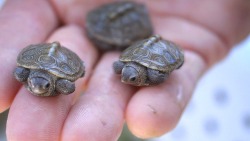 tasty-black-mold: end0skeletal:   This has been a baby turtle