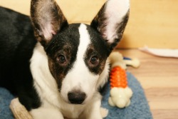 corgiaddict:  dgimpstess:  Playing with a new to me lens and