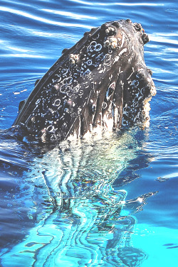 wavemotions:  Humpback Whale by Susan Harris
