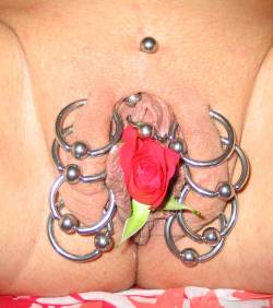 pussymodsgalore  Eight outer labia piercings with rings, a triangle