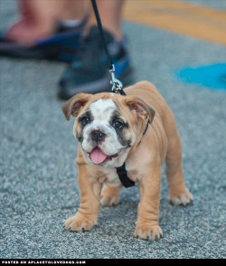 aplacetolovedogs:  Baby Bulldog puppy so cute and happy  For