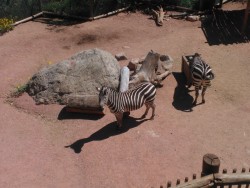 I actually got to see the Mexican Grey Wolves at the zoo today!