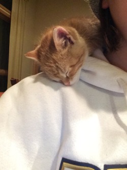 cute-overload:  She meows and meows until she is up on your shoulder.http://cute-overload.tumblr.com