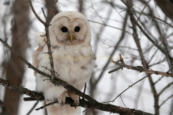 witchedways:  fyowls:  White barred owl   bewitched forest 