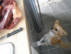 bogleech:  raw-fed-pets:  faofox:  raw-fed-pets:  All dogs share