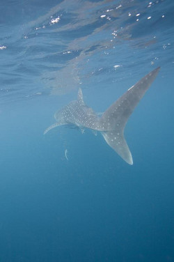 the-shark-blog:  Whale Shark Tail by scott1e2310 