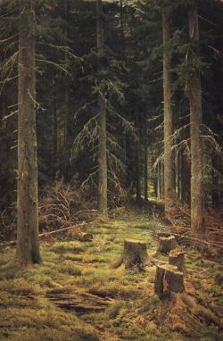 numinous-:  Coniferous Forest  -Ivan Shishkin   