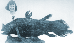 amnhnyc:  The history of the coelacanth in modern times is an
