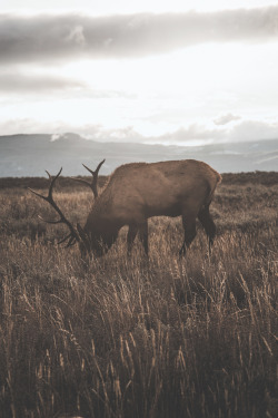 man-and-camera:  Lone Elk in Grand Teton National Park VIX ➾
