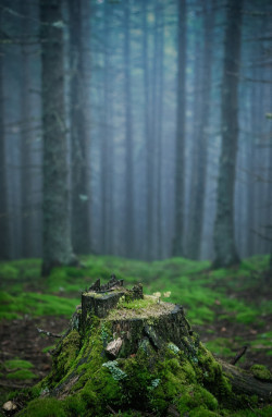 tearingdowndoors:  500px / From Blue To Green || Marius Schumi