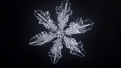 nubbsgalore:snowflake crystallization microscopy (x)