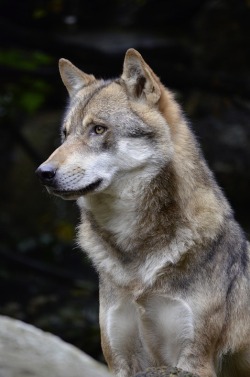 wolfsheart-blog:  Beautiful Grey Wolf by Owlstalk 