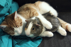 blackmoonlily:  Zeke sleeping while hugging Rupert. Our animals