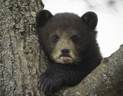 fuck-yeah-bears:  Photography by Daniel Parent. 