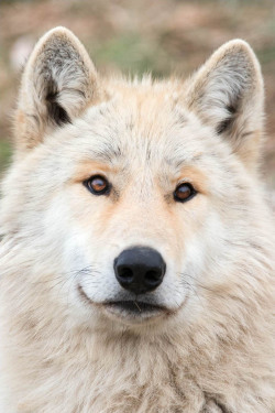 wolveswolves:  After the question about yellow coated wolves,