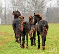 esdafable:  collect-your-reins:  Firetail friesians.   Wait…they