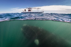 jennifergreengrass:  A Southern right whale under a whale-watching