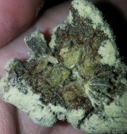 bluntrollerandsmoker:  this blue dream caviar gold is unbelievable