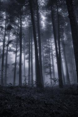 decepticun:  The Dream Forest | Francesco Mangiaglia      
