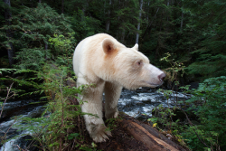 nubbsgalore: the great bear rainforest in british columbia is