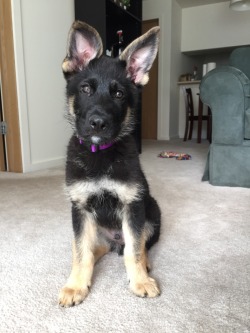 handsomedogs:  My 11 week old Bi-color GSD named Flynn :)