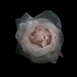 takingashortbreak:  Transparent roses (2012) - from the glass