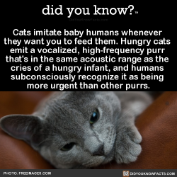 did-you-kno:  Cats imitate baby humans whenever  they want you