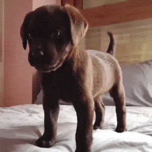 humoristics:  The most adorable chocolate labrador pup [video]