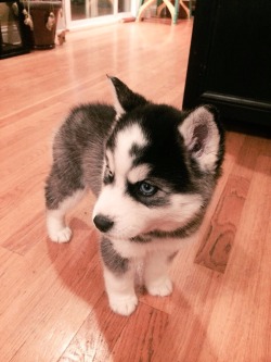 itsmichaeldoan:  awwww-cute:  So you like huskies?  theres nothing