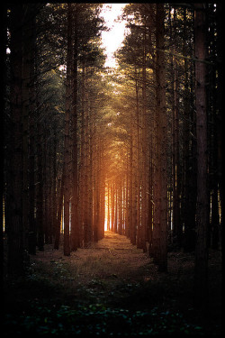 brutalgeneration:  Horsford woods by Matthew Dartford on Flickr.