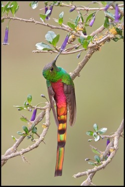 Trailing fire (Red-tailed Comet hummingbird, native to the Andes