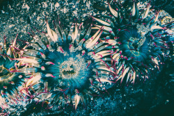 joga:  Sea Anemones,   CIRCA 1983   