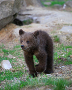 magicalnaturetour:  Bear’s Life by Vailleri M