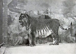 Caspian tiger, extinct around 70ies…