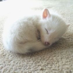 ambris-art:  boredpanda:  This Domesticated Baby Red Fox Is The