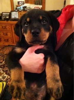 awwww-cute:   My sister’s Rottweiler puppy, Rambo 