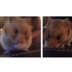 My hamsters are dropping a #hardstyle album this coming Fall