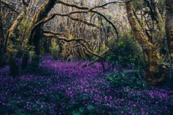 meolog:purple spring