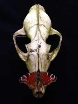roadkillandcrows:  Fox skull and peacock butterfly 