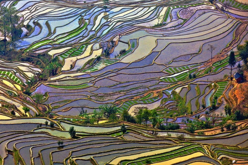 nubbsgalore:  the remote, secluded and little known rice terraces of yuanyang county in chinaâ€™s yunnan province were built by the hani people along the contours of ailao mountain range five hundred years ago. during the early spring season, the terraces