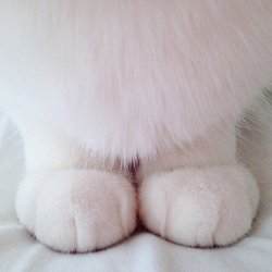 kitty:reblog to bless someones feed